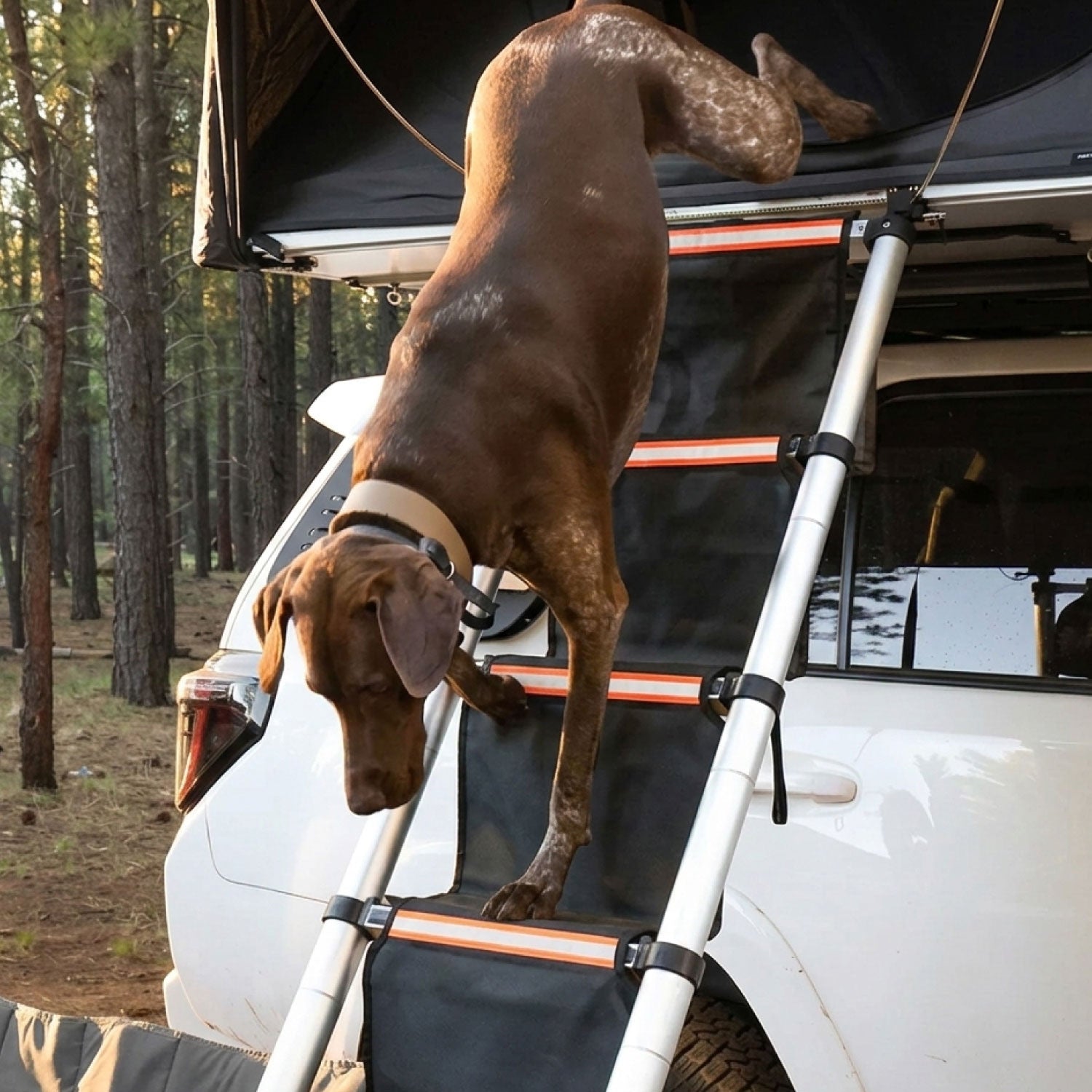 Revêtement d'échelle