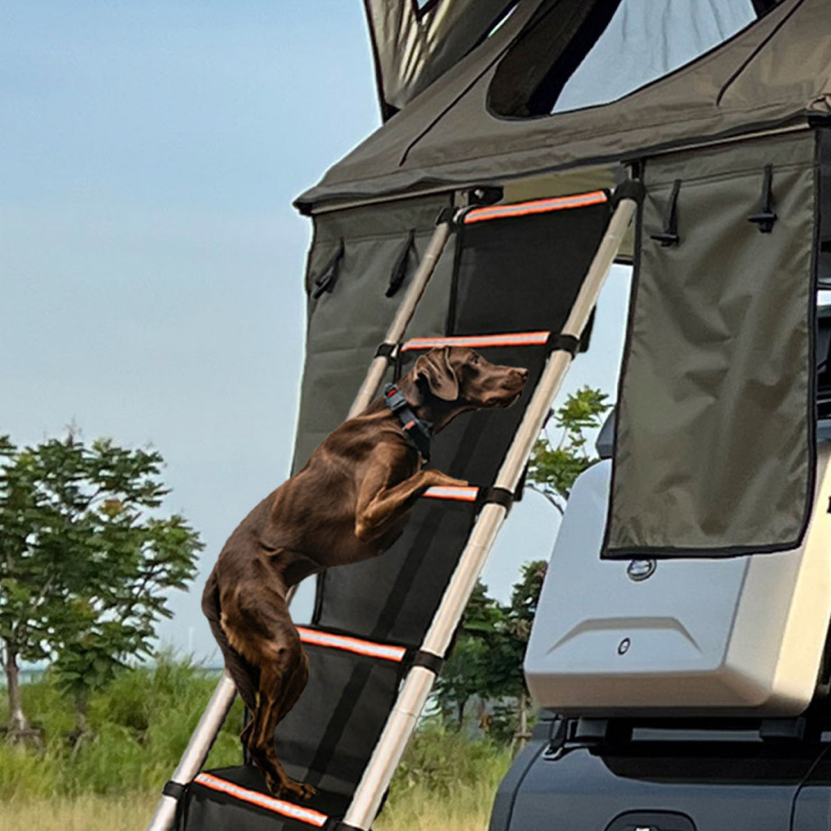 Revêtement d'échelle